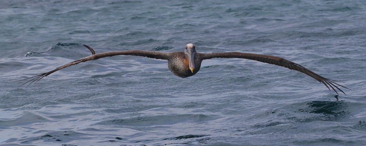 Brown Pelican